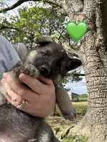 Mr Green, a male German Shepherd Dog for sale in Roseboro, NC – Photo 7 of 10
