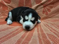 Purple - AKC Female, a male Siberian Husky for sale in Aurora, CO – 3 of 3