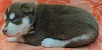 Grey - AKC Male, a male Siberian Husky for sale in Aurora, CO – 2 of 2