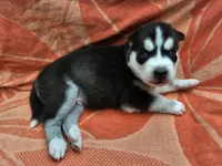 Green - AKC Male, a male Siberian Husky for sale in Aurora, CO – 1 of 4