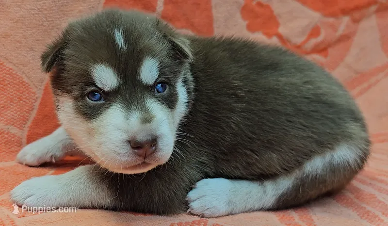 Grey - AKC Male – Siberian Husky puppy for sale in Aurora, CO