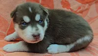 Grey - AKC Male, a male Siberian Husky for sale in Aurora, CO – 1 of 2