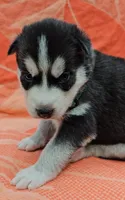 Green - AKC Male, a male Siberian Husky for sale in Aurora, CO – 4 of 4
