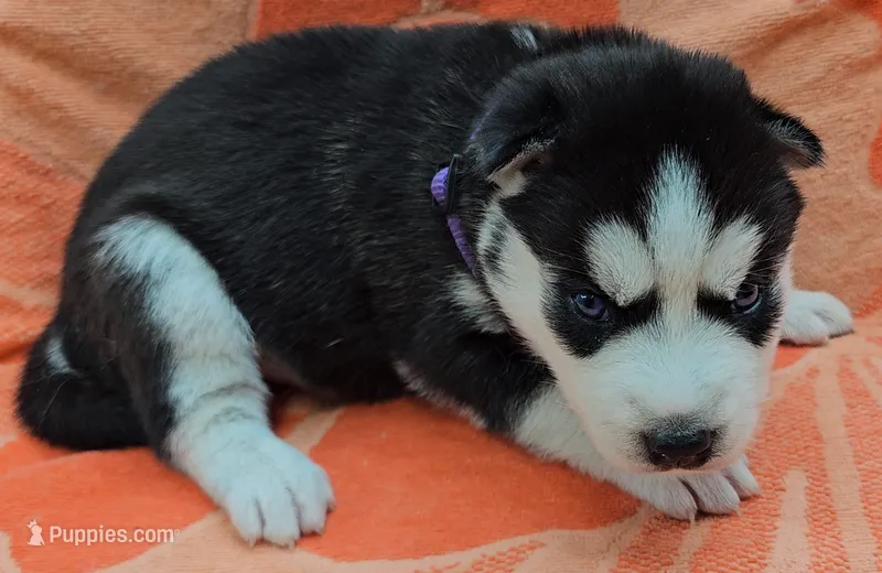 Purple - AKC Female – Siberian Husky puppy for sale in Aurora, CO