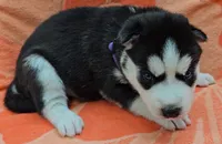 Purple - AKC Female, a male Siberian Husky for sale in Aurora, CO – 1 of 3