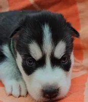 Green - AKC Male, a male Siberian Husky for sale in Aurora, CO – 3 of 4