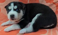 Red - AKC Male, a male Siberian Husky for sale in Aurora, CO – 2 of 3