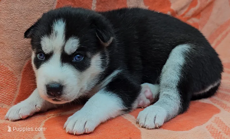 Red - AKC Male – Siberian Husky puppy for sale in Aurora, CO
