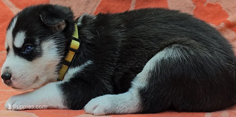 Yellow - AKC Female – Siberian Husky puppy for sale in Aurora, CO