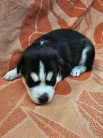 Yellow - AKC Female, a male Siberian Husky for sale in Aurora, CO – 2 of 3