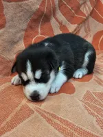 Yellow - AKC Female, a male Siberian Husky for sale in Aurora, CO – 3 of 3