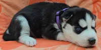 Purple - AKC Female, a male Siberian Husky for sale in Aurora, CO – 2 of 3