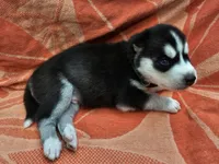 Green - AKC Male, a male Siberian Husky for sale in Aurora, CO – 2 of 4