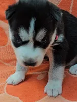 Pink - AKC Female, a male Siberian Husky for sale in Aurora, CO – 2 of 2