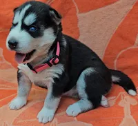 Pink - AKC Female, a male Siberian Husky for sale in Aurora, CO – 1 of 2