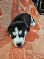 Red - AKC Male, a male Siberian Husky for sale in Aurora, CO – 3 of 3