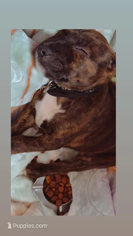 Cerberus  – Bull Terrier puppy for sale in Boyle Heights, CA