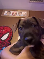 Cerberus , a male Bull Terrier for sale in Boyle Heights, CA – Photo 3 of 4