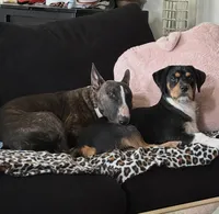 Cerberus , a male Bull Terrier for sale in Boyle Heights, CA – Photo 2 of 4