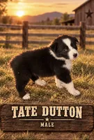 Tate Dutton, a male Australian Shepherd for sale in Lake Jackson, TX – 2 of 3
