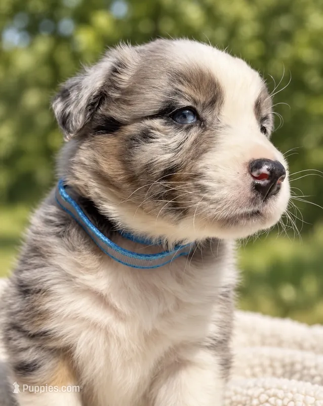 Kayce Dutton – Australian Shepherd puppy for sale in Lake Jackson, TX