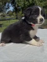 Rip Wheeler, a male Australian Shepherd for sale in Lake Jackson, TX – 3 of 7