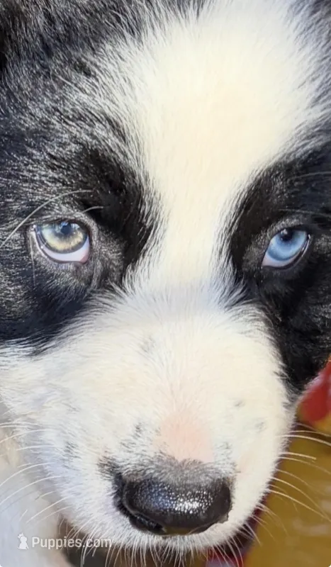 Bandit  – Australian Shepherd puppy for sale in Lake Jackson, TX