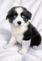 Bandit , a male Australian Shepherd for sale in Lake Jackson, TX – Photo 4 of 7
