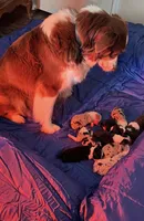 Bandit , a male Australian Shepherd for sale in Lake Jackson, TX – Photo 5 of 7