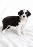 Bandit , a male Australian Shepherd for sale in Lake Jackson, TX – Photo 2 of 7