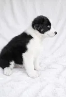 Bandit , a male Australian Shepherd for sale in Lake Jackson, TX – Photo 3 of 7