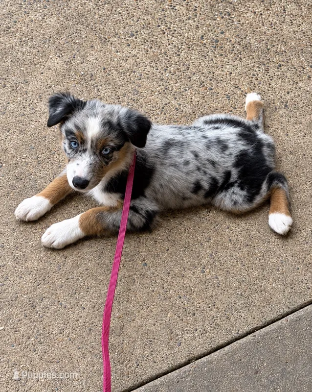 Emily Hurdstram – Australian Shepherd puppy for sale in Lake Jackson, TX