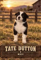 Tate Dutton, a male Australian Shepherd for sale in Lake Jackson, TX – 1 of 3