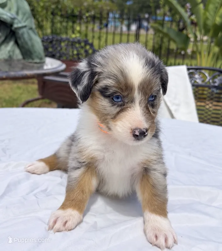 Emily Hurdstram – Australian Shepherd puppy for sale in Lake Jackson, TX
