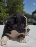 Rip Wheeler, a male Australian Shepherd for sale in Lake Jackson, TX – 1 of 7