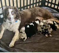 Emmett Walsh, a male Australian Shepherd for sale in Lake Jackson, TX – 3 of 4