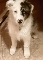 Emmett Walsh, a male Australian Shepherd for sale in Lake Jackson, TX – 2 of 4