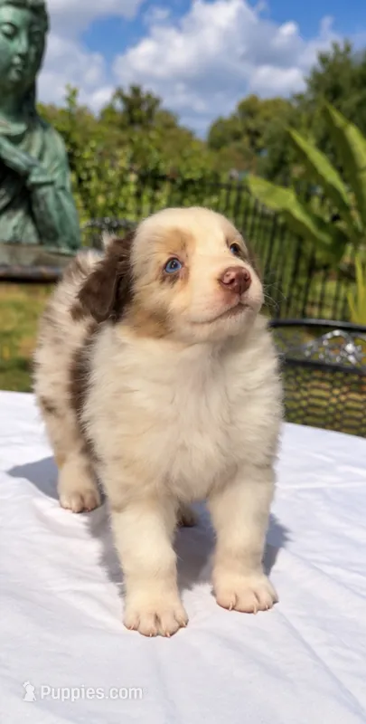 Emmett Walsh – Australian Shepherd puppy for sale in Lake Jackson, TX