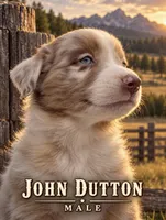 John Dutton, a male Australian Shepherd for sale in Lake Jackson, TX – 1 of 3