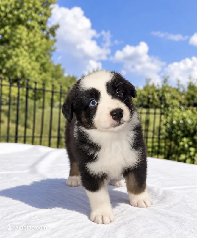Monica Dutton – Australian Shepherd puppy for sale in Lake Jackson, TX