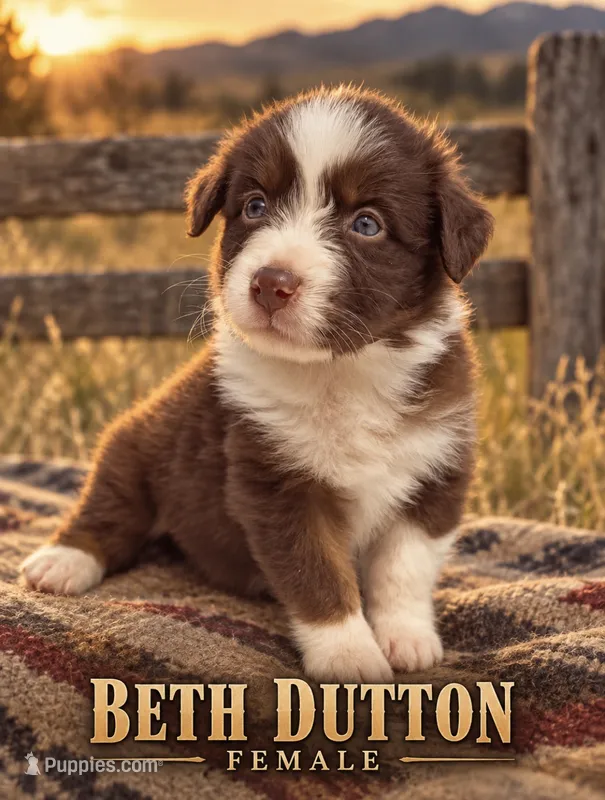 Beth Dutton – Australian Shepherd puppy on hold in Lake Jackson, TX