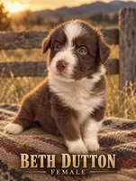 Beth Dutton, a female Australian Shepherd for sale in Lake Jackson, TX – 1 of 3