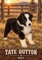 Tate Dutton, a male Australian Shepherd for sale in Lake Jackson, TX – 3 of 3