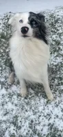 Rip Wheeler, a male Australian Shepherd for sale in Lake Jackson, TX – 5 of 7