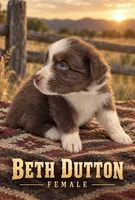 Beth Dutton, a female Australian Shepherd for sale in Lake Jackson, TX – 3 of 3
