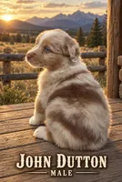 John Dutton, a male Australian Shepherd for sale in Lake Jackson, TX – 3 of 3
