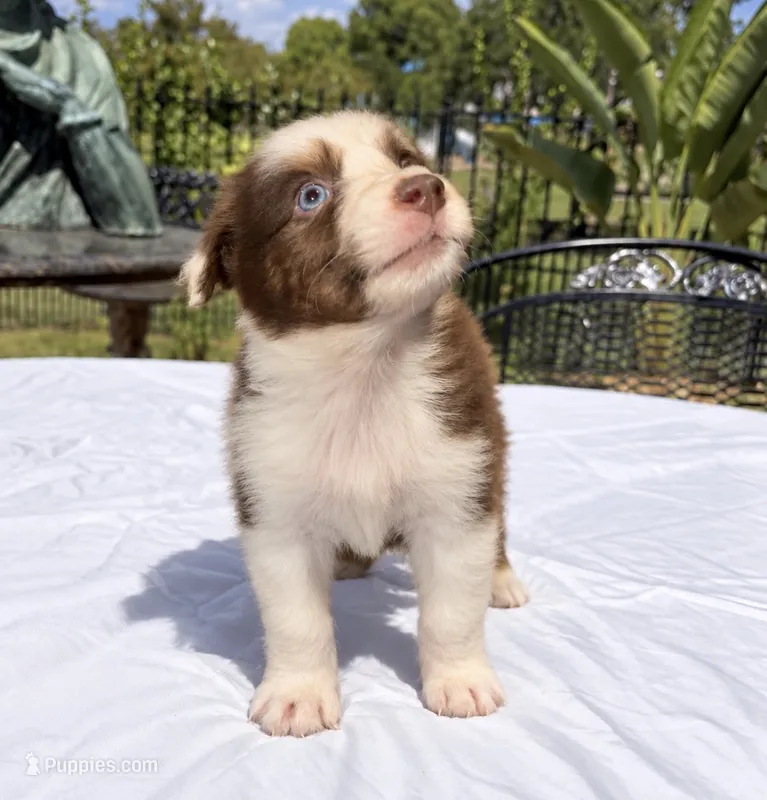 Lloyd Pierce – Australian Shepherd puppy for sale in Lake Jackson, TX
