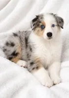 Chloe, a female Australian Shepherd for sale in Lake Jackson, TX – Photo 6 of 10