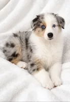 Chloe, a female Australian Shepherd for sale in Lake Jackson, TX – Photo 5 of 10