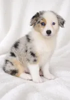 Chloe, a female Australian Shepherd for sale in Lake Jackson, TX – Photo 3 of 10
